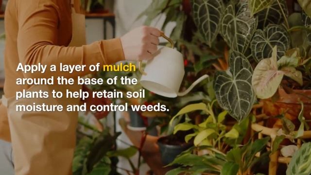 Stargazer Lily Care and Maintenance for Beautiful Flowers смотреть онлайн