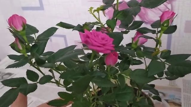 Комнатная роза. Что с ней будет после покупки в домашних условиях? смотреть онлайн