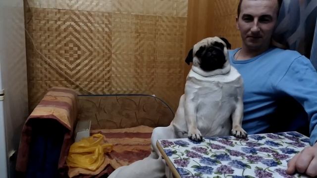 Мопс спит в любой позе и в любых ситуациях/ pug смотреть онлайн
