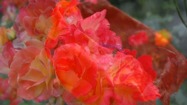 Highlands of South America смотреть онлайн