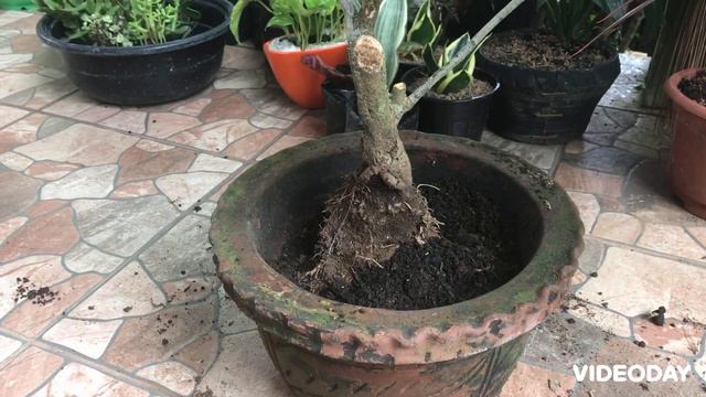 HOW TO BONSAI BOUGAINVILLEA ( The Easiest Way) смотреть онлайн