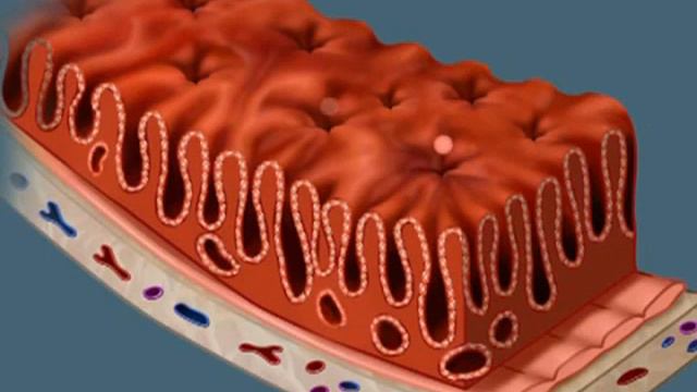 Желудок (Анатомия)