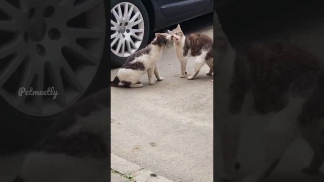 Feline Frenzy ? - The Funniest Cat Videos Ever! (2023) ? смотреть онлайн