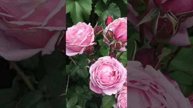 Сажайте розы! Роза Dieter Muller #воронеж #розы #rose #shorts смотреть онлайн