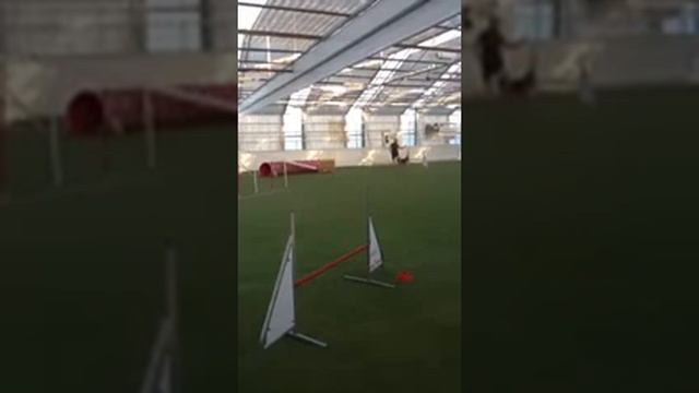 Agility training with Finsk lapphund смотреть онлайн