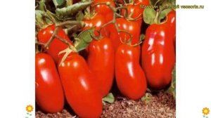 Томат обыкновенный Челнок. Краткий обзор, описание характеристик, где купить саженцы, семена Chelno