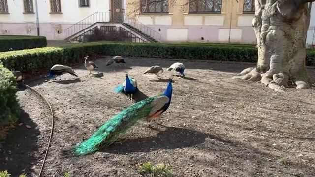 Праздник 8 Марта в Праге