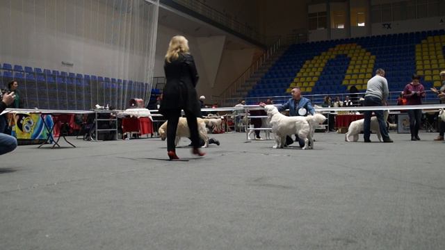 ГОЛДЕНЫ CACIB 