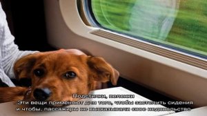 Как перевозить собаку в поезде? Можно ли перевозить собаку в поезде — нужен ли билет?