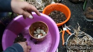 Орхидеи. ЗИГОПЕТАЛУМ - пересадка, субстрат-состав и результаты в описании под видео.