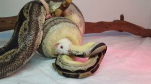 Императорский удав мотли