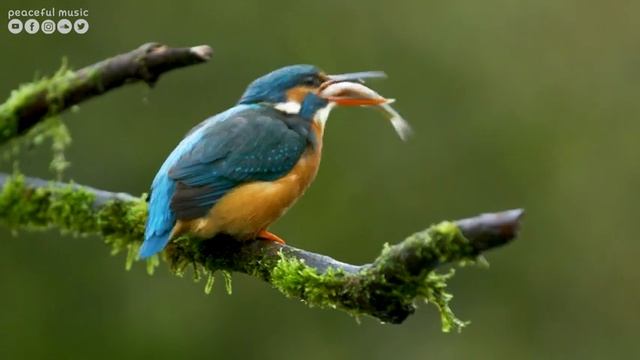 Расслабляющая музыка ? лечебная музыка для сердца и сосудов, релакс, музыка для души #9 смотреть онлайн