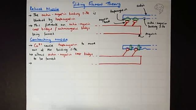 Muscles: Sliding Filament Theory | A-Level Biology Tutorial | AQA смотреть онлайн