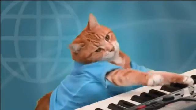 кот играет на пианино смотреть онлайн