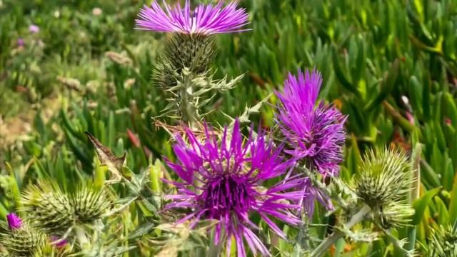 Hiking trail Cabo da Roca to Praia da Ursa and Almocagene village, back to Cascais. Portugal. смотреть онлайн