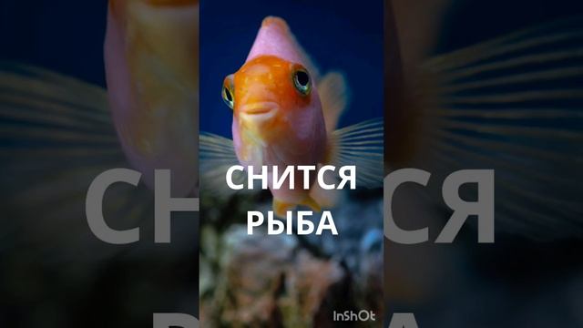 РЫБА - ЕСЛИ ВАМ СНИТСЯ. ИНГА ХОСРОЕВА. ВЕДЬМИНА ИЗБА. смотреть онлайн