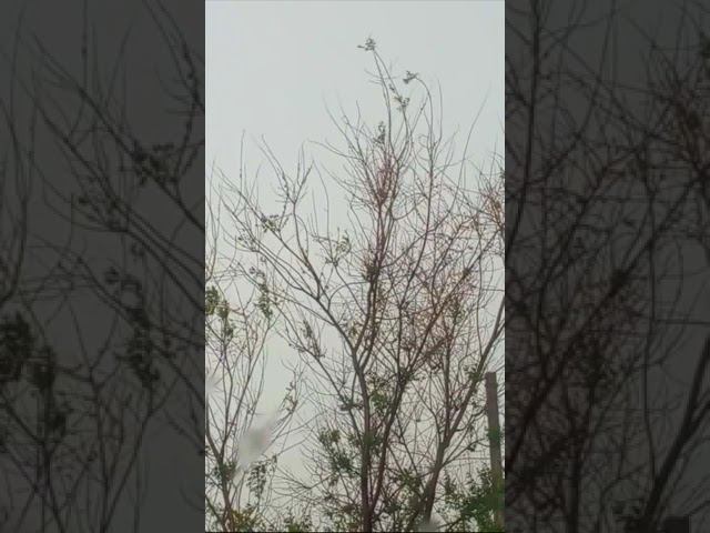 Чуть Молнию не поймала на свою голову! Хорошо телефон не выронила, услышав её треск рядом! смотреть онлайн