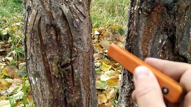 Как лечить трещины на коре абрикоса . Результат.