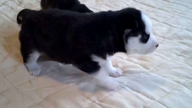 Щенки хаски (мальчики) рожд. 14 ноября 2013 г. смотреть онлайн