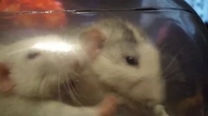 ингаляция хрюкающих крыс 0,9 %раствором натрия хлорида.