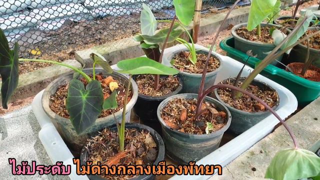 ไม้ประดับ ไม้ด่างกลางเมืองพัทยา EP.2@PPattayaChannel смотреть онлайн