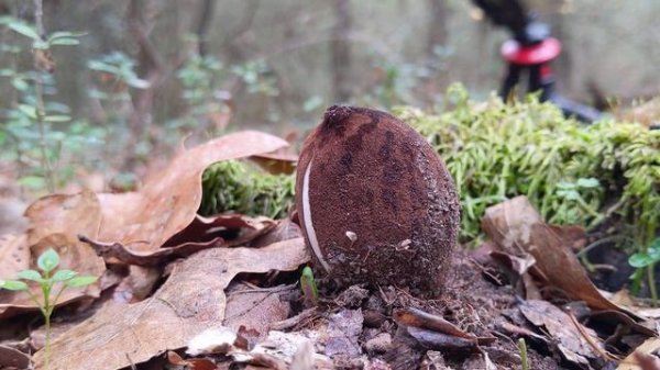 Chorioactis geaster releasing spores.