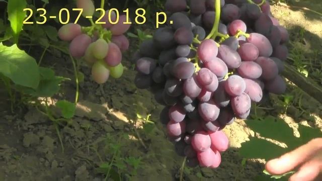 @Виноград Каталонія в Полтаві Ультраранній, червоно фіолетовий смотреть онлайн