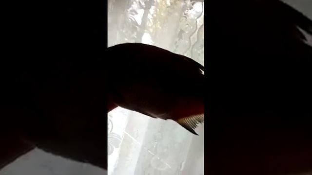 донские вяленые лещи, лучше всех! смотреть онлайн