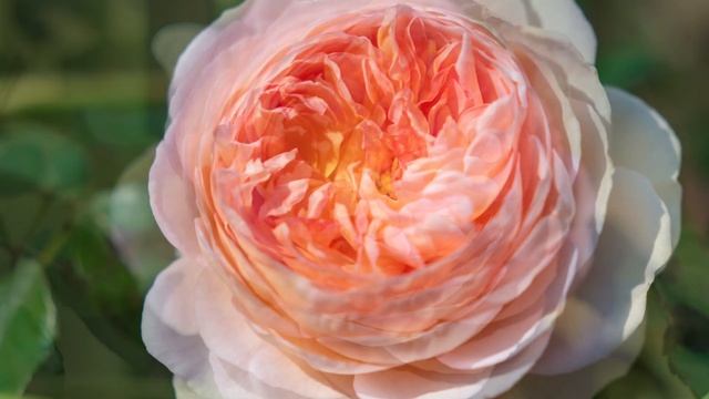 Abraham Darby Rose 2022 of the first year смотреть онлайн