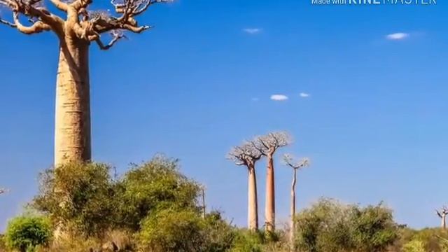 Баобаб. Растительный мир.