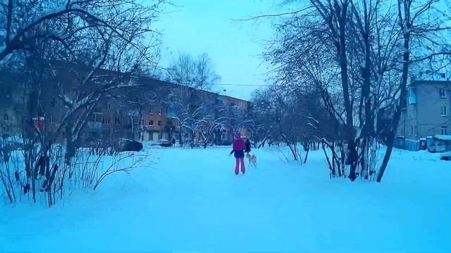 Акита – Ину Хатико, игры дома и прогулка в парке! смотреть онлайн