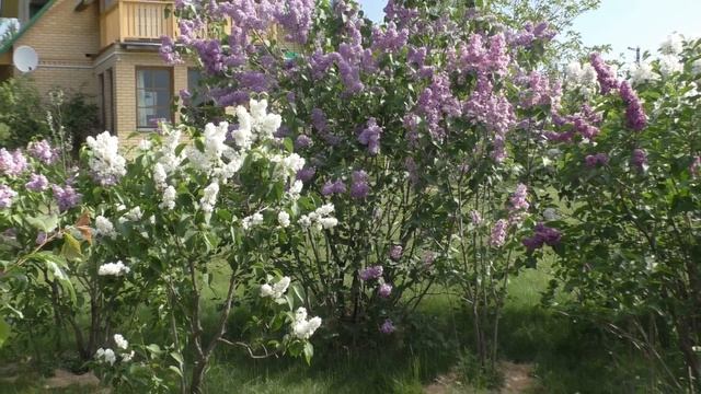 Цветущая сирень - "козырь" сада соседки - тезки! Подмосковный сад в мае. смотреть онлайн