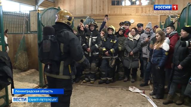 В Ленобласти для пожарных провели мастер-класс по спасению лошадей смотреть онлайн
