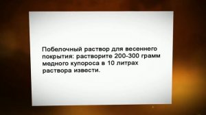 Можно ли белить деревья летом?