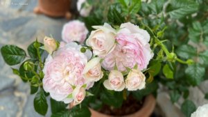 Splendid Silas Marner Rose 눈부시게 아름다운 사일러스 마너 장미(2023.5.21.)