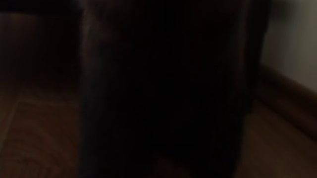 Хорек (ухаживаем за фреткой) смотреть онлайн