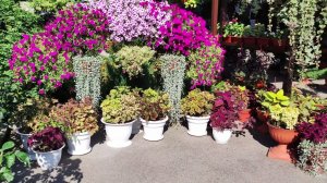 Колеусы в саду. Выращивание колеуса в кашпо.Уход, полив, удобрения.Обработка от вредителей. Обзор.