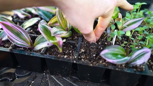 Propagating Some Pothos & Tradescantia Cuttings ✂️?? смотреть онлайн