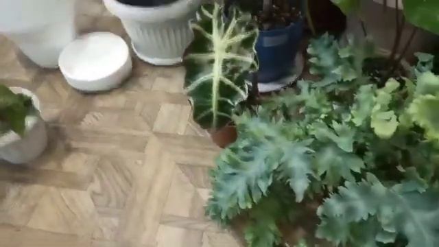 Мои цветочные новинки. В моей коллекции новые цветы. смотреть онлайн