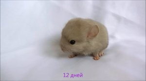 Как растут шиншиллы. Щенки шиншиллы.