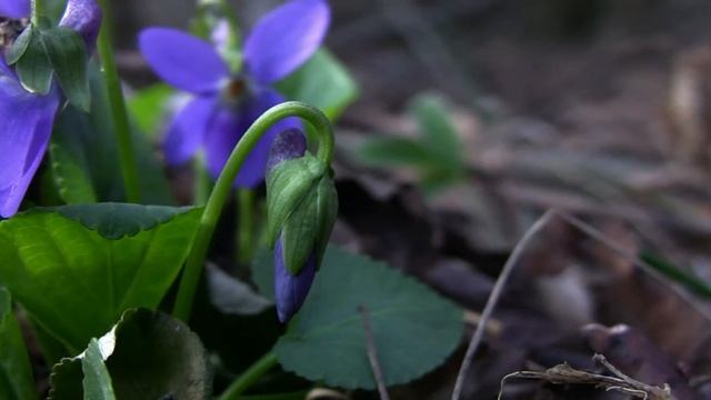 Viola odorata L. смотреть онлайн