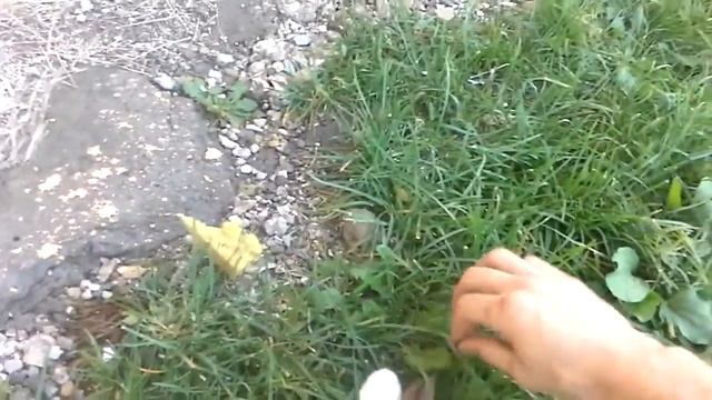 Кошка ловит мышку