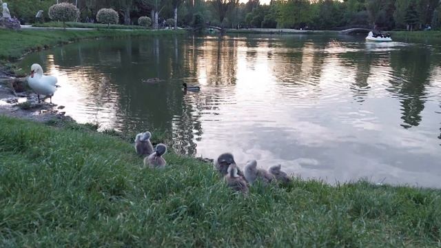 Шестеро птенцов лебедей в Симферополе. Гагаринский парк. Май 2023 смотреть онлайн