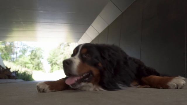 Где хоронить домашних животных смотреть онлайн