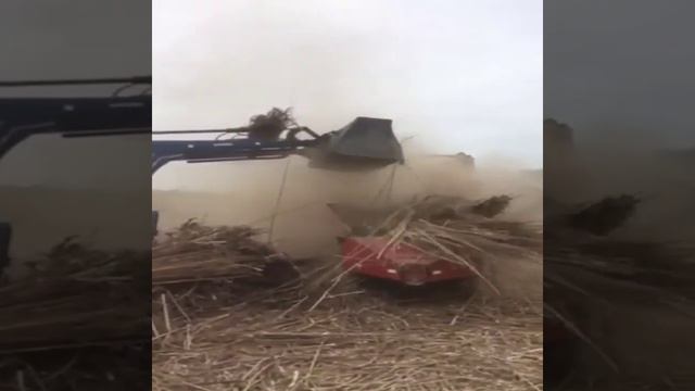 Стебель топинамбура-сырье для пеллет и брикет смотреть онлайн