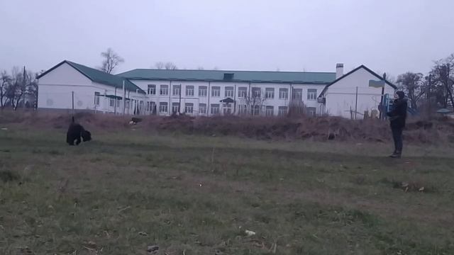 дрессировка ризеншнауцер аппорт