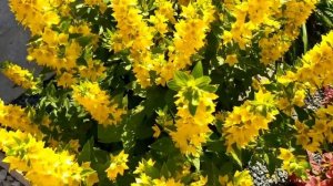 РАСТЕНИЯ ДЛЯ САДА. ВЕРБЕЙНИК ТОЧЕЧНЫЙ И МОНЕТЧАТЫЙ. Неприхотливая красота!