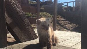 А вы слышали какие звуки издает соболь?