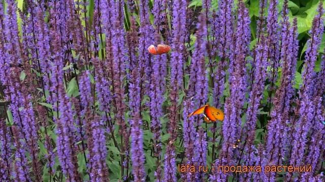 Сальвия дубравная Карадонна ? сальвия Карадонна обзор: как сажать рассада сальвии Карадонна