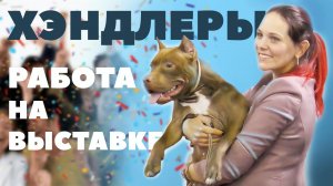 О работе Хэндлеров - Выставка собак - Чемпионат IKU